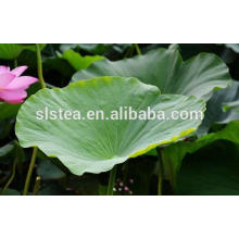 Té de la flor Té de la hoja de Lotus a bajo precio